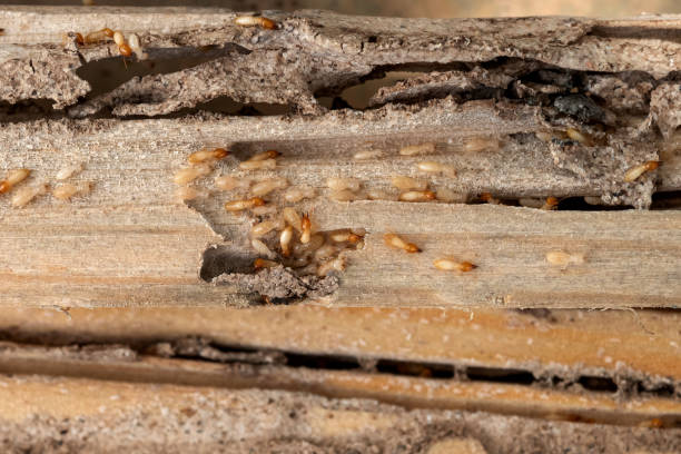 Best Pest Prevention Services  in Atkins, AR